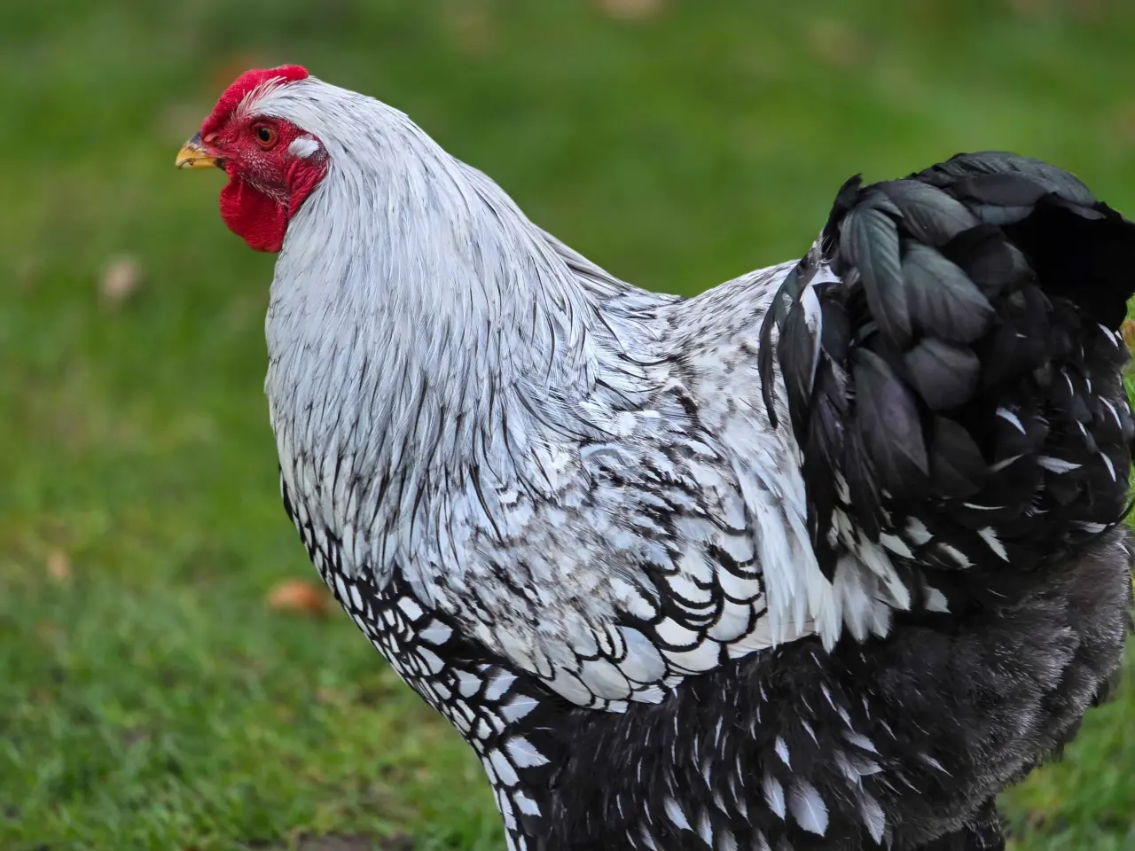Billede 6 - Rugeæg til salg 🐔🥚fra Silver Laced Wyandotte