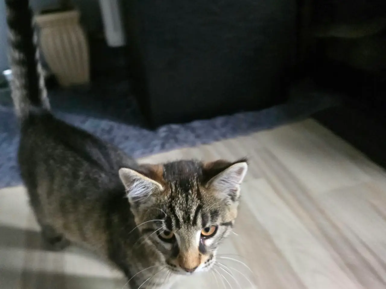 Billede 3 - Main coon blanding til salg
