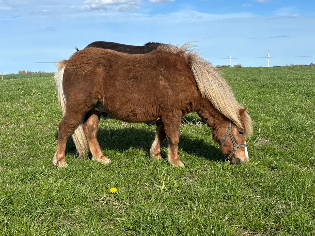 Billede 1 - Sød og rolig 1 års hingst 