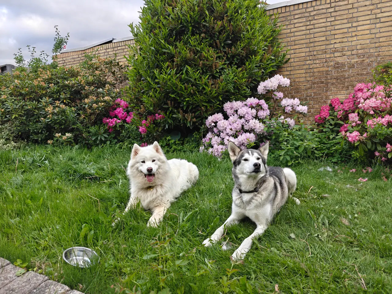 Billede 11 - Siberian husky og samojede tæve sælges