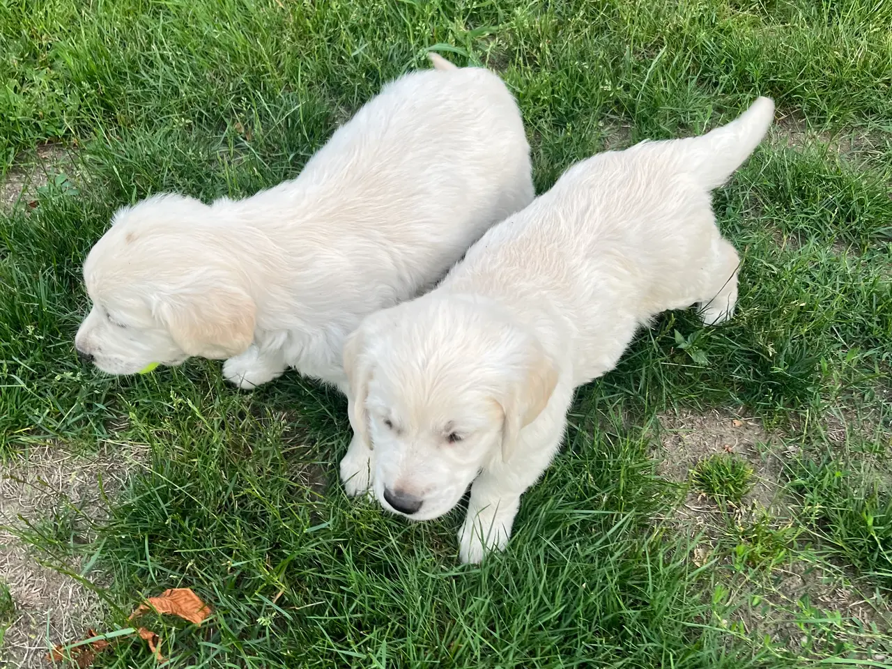 Billede 14 - 4 Golden retriever hvalpe sælges