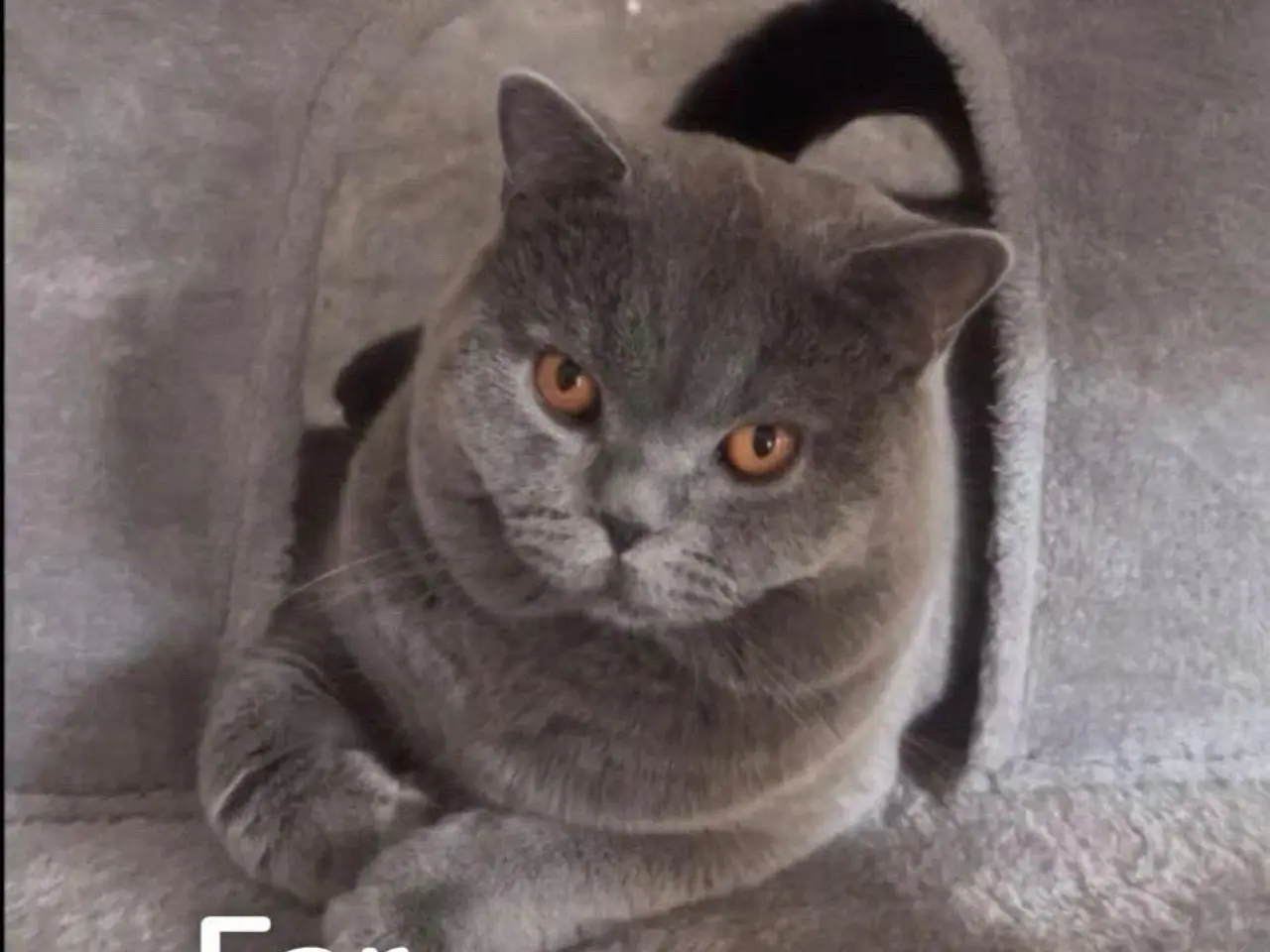 Billede 3 - British shorthair killinger søger hjem