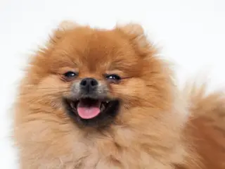 søger en lille voksen hund i thy