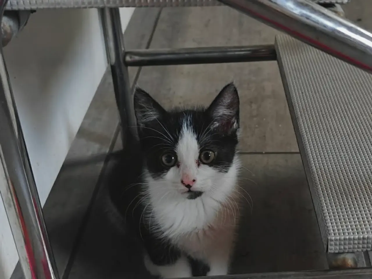 Billede 3 - Katte killinger 