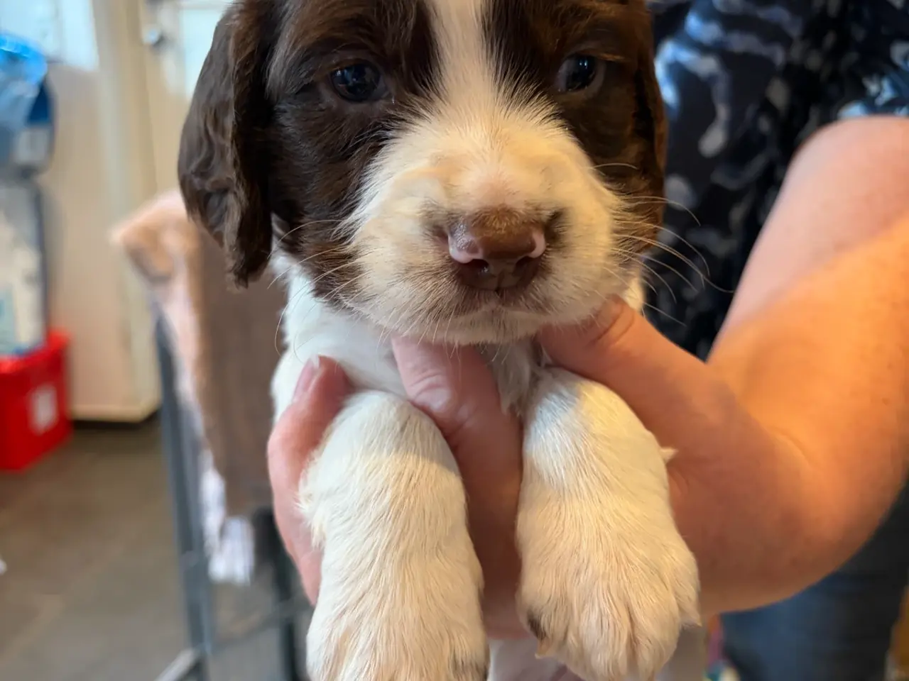 Billede 5 - Ft. Springer Spaniel hvalpe !