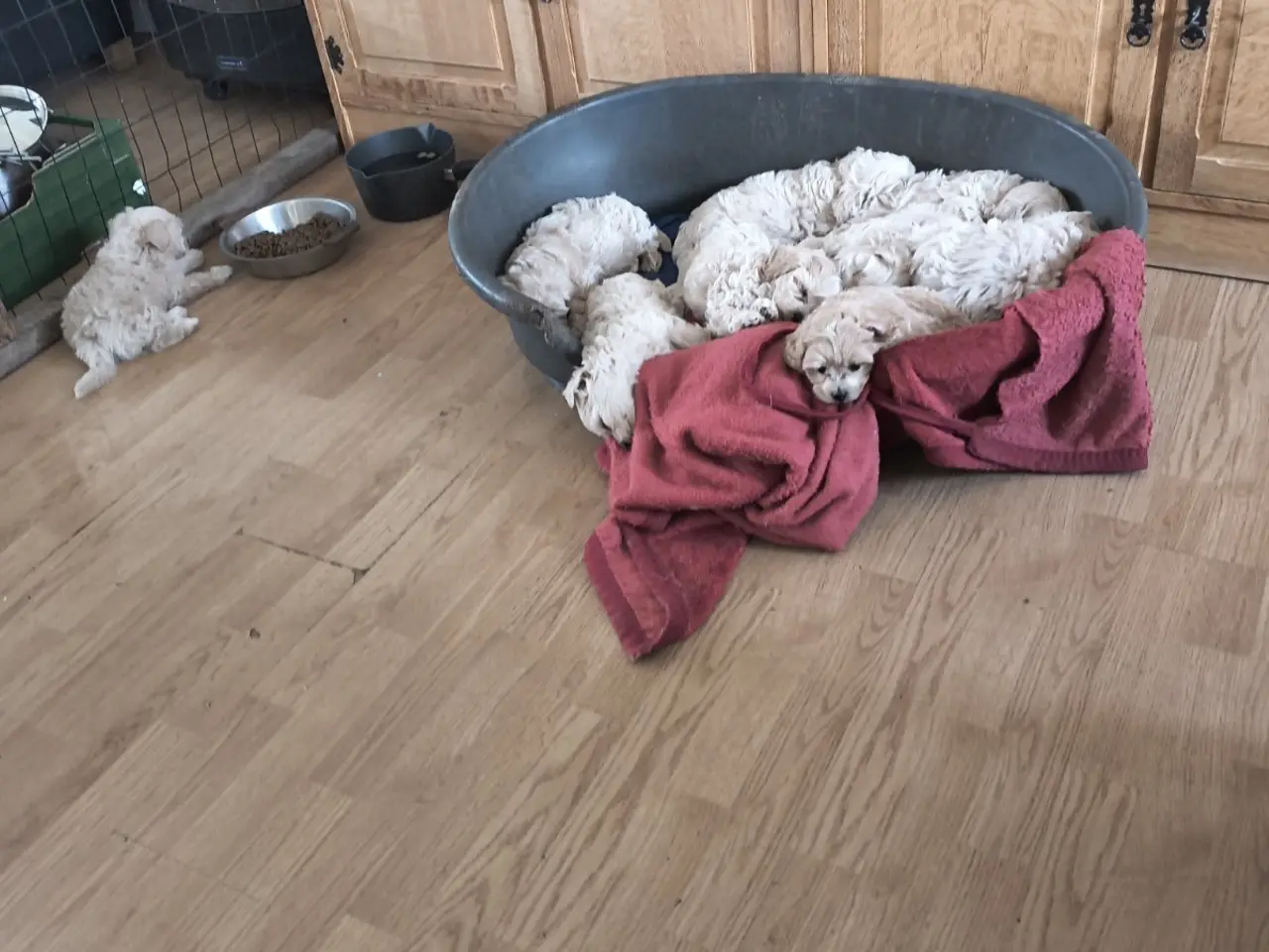 Billede 12 - Maltipoo hvalpe