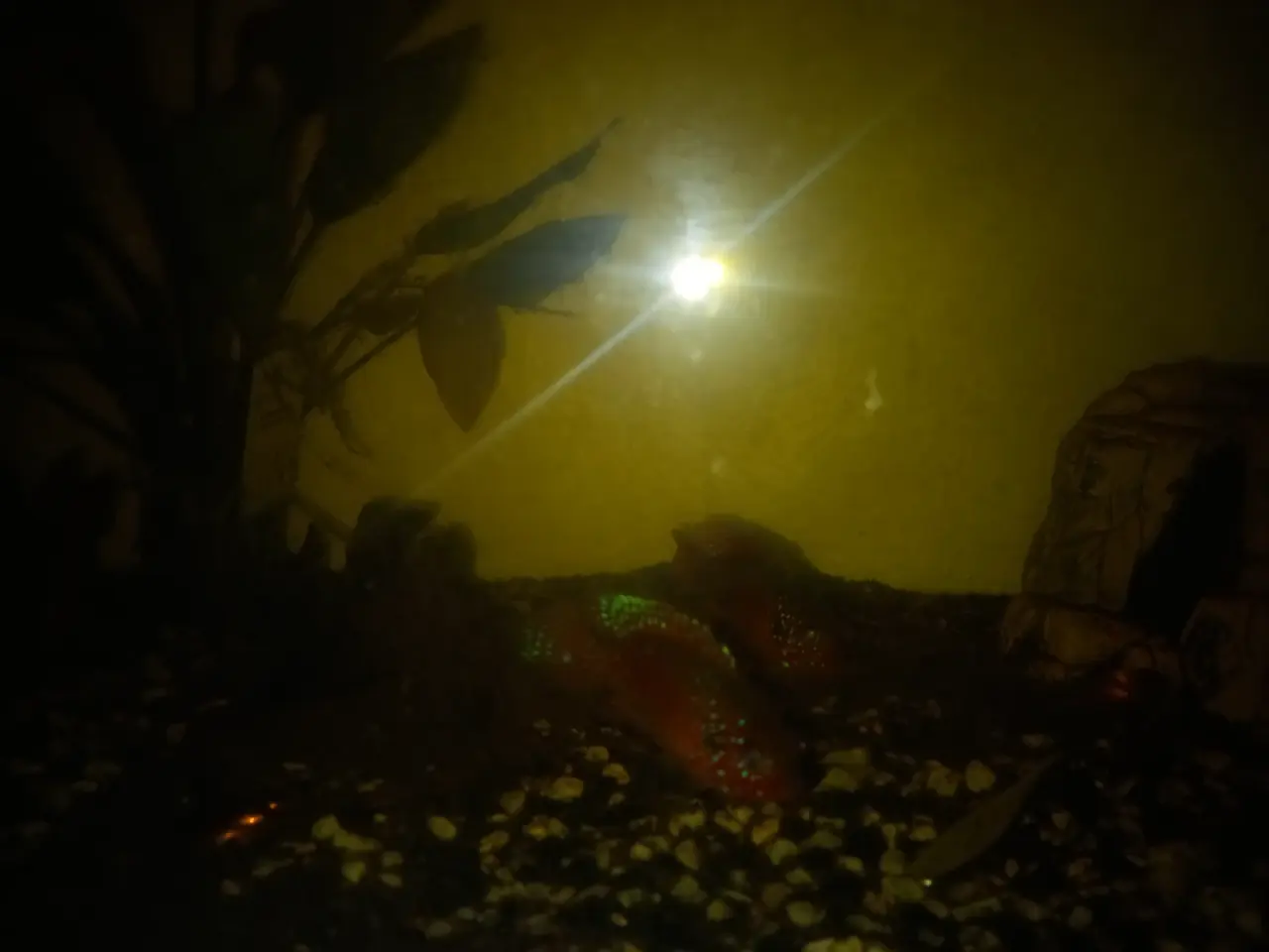Billede 2 - Akvarium