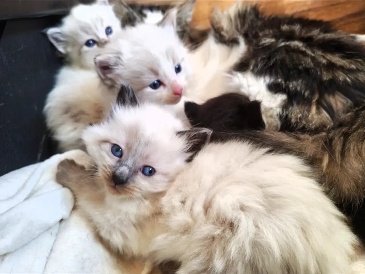 Billede 15 - Ragdoll  far- Ragdoll-Skovkat mor.