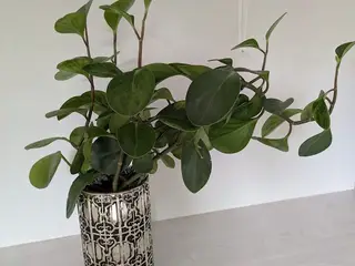 Grøn stueplante. (radiatorplante) incl. potte