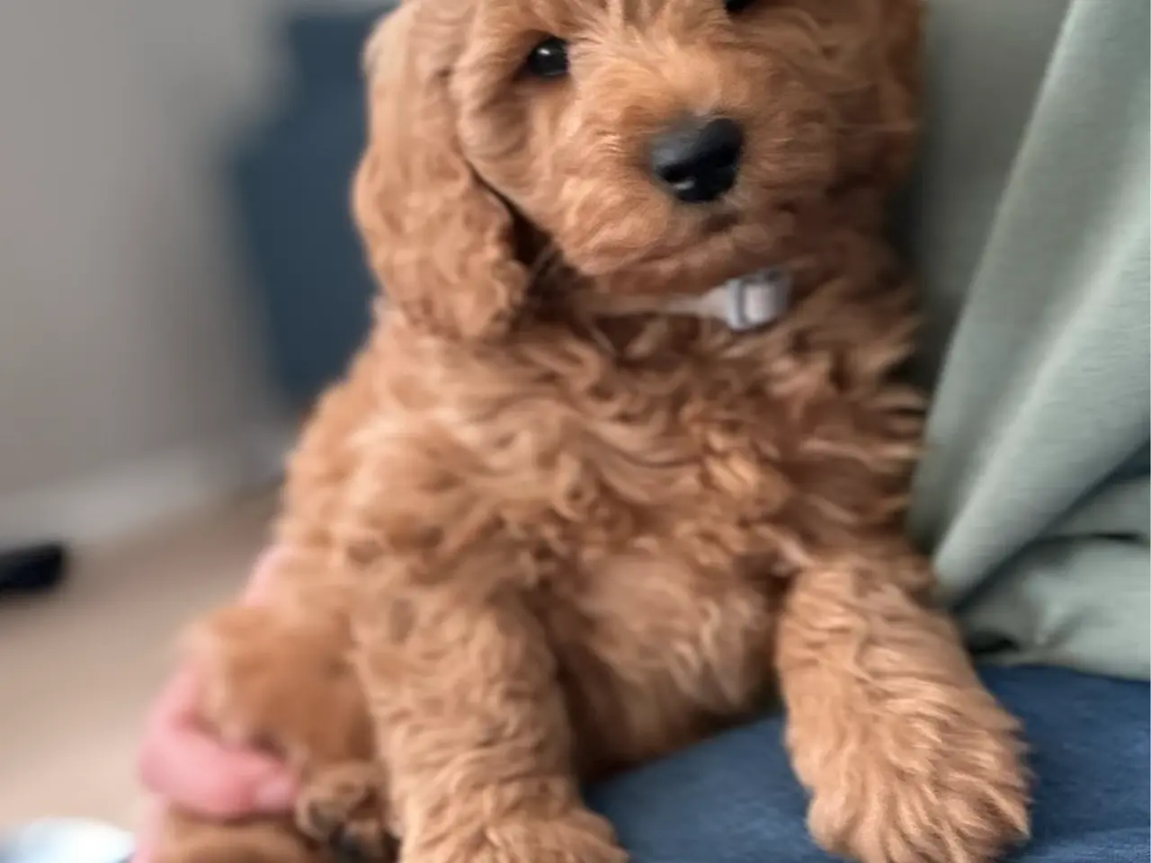 Billede 3 - Goldendoodle + Cavapoo