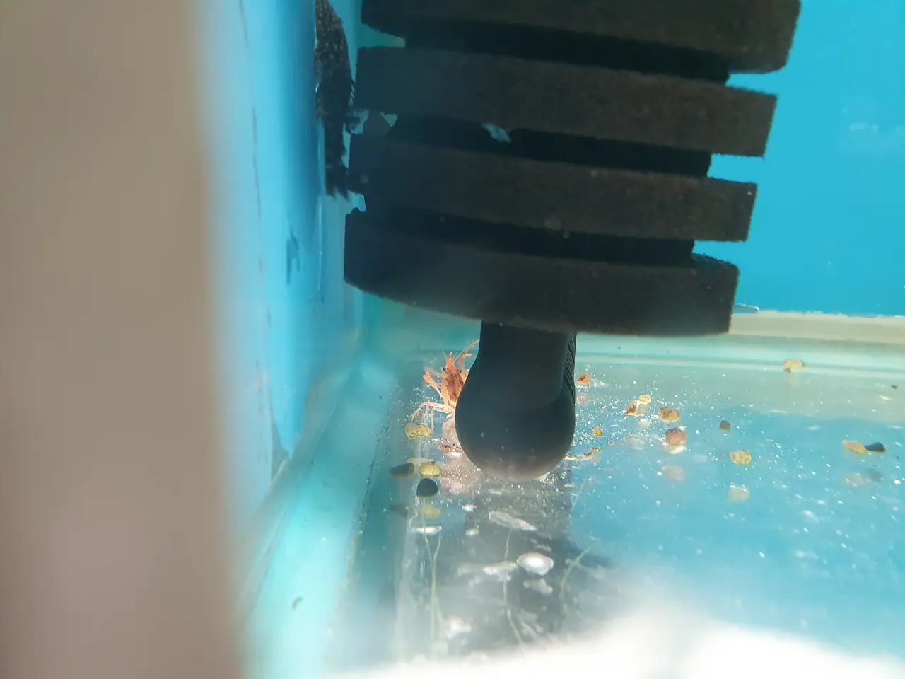 Billede 2 - 🦞🧡 ORANGE CPO KREBS TIL SALG 🧡🦞