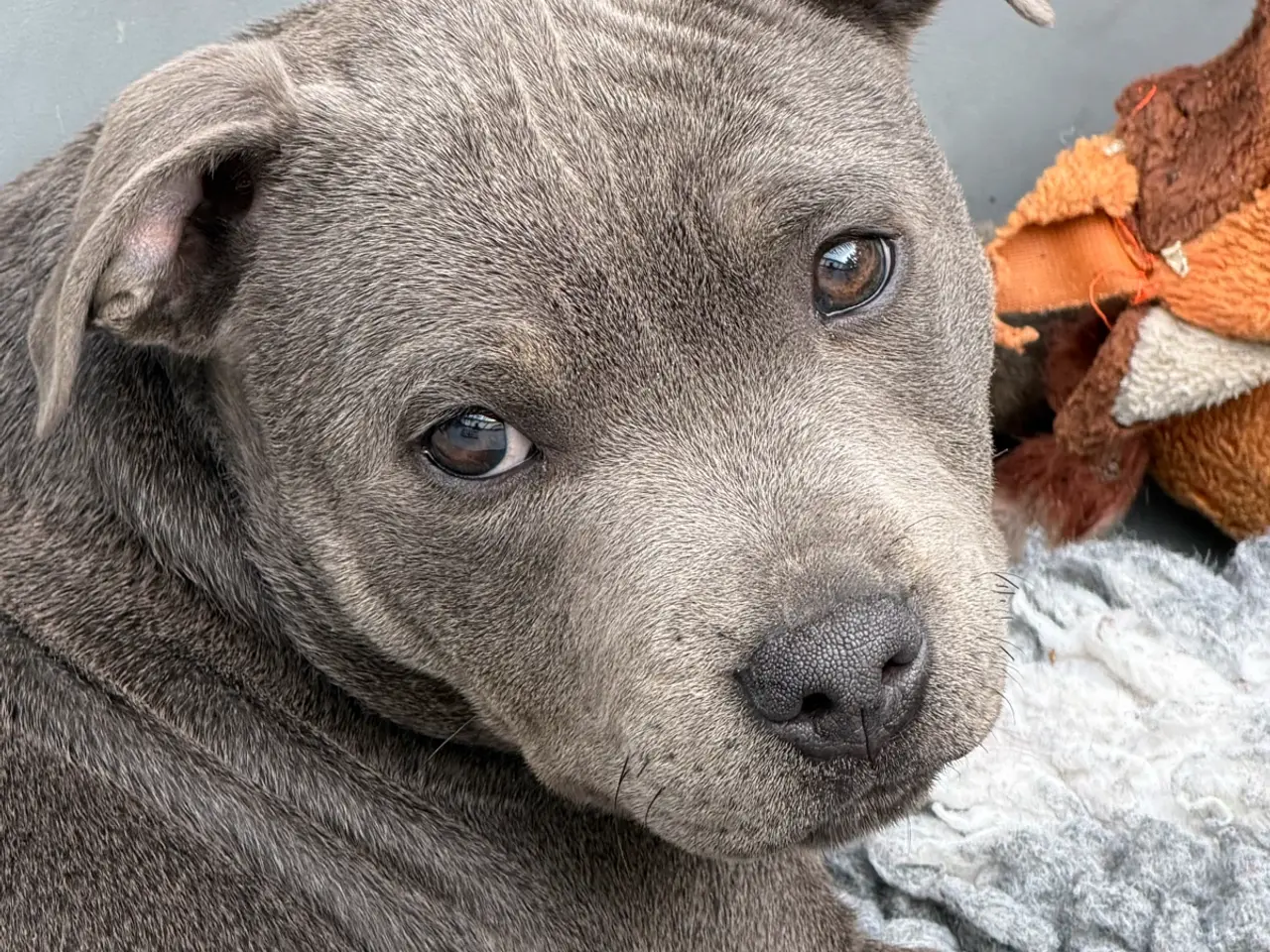 Billede 1 - Staffordshire Bull Terrier