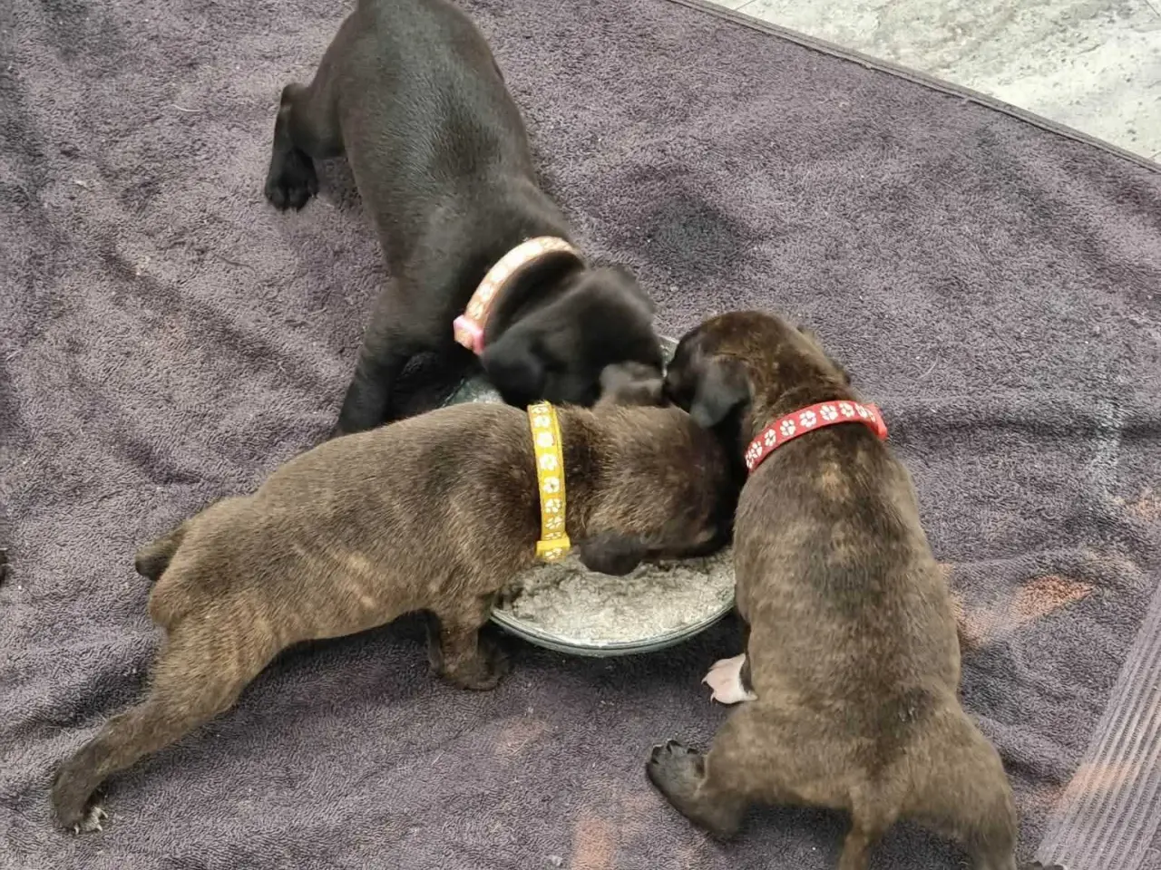Billede 6 - Engelsk staffordshire Bull terrie hvalpe 