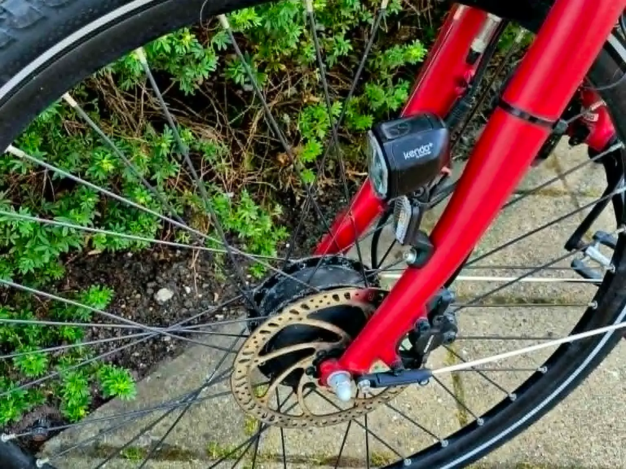 Billede 4 - Winther Red Superb 1