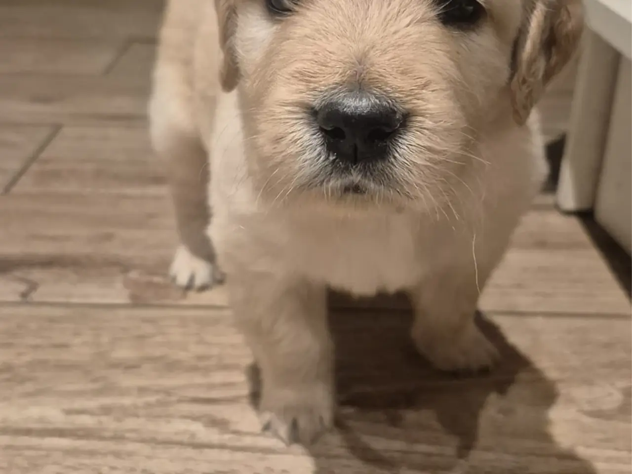Billede 3 - Golden Retriever-hvalpe