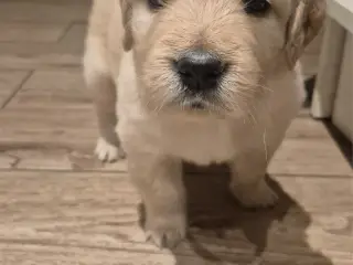 Golden Retriever-hvalpe
