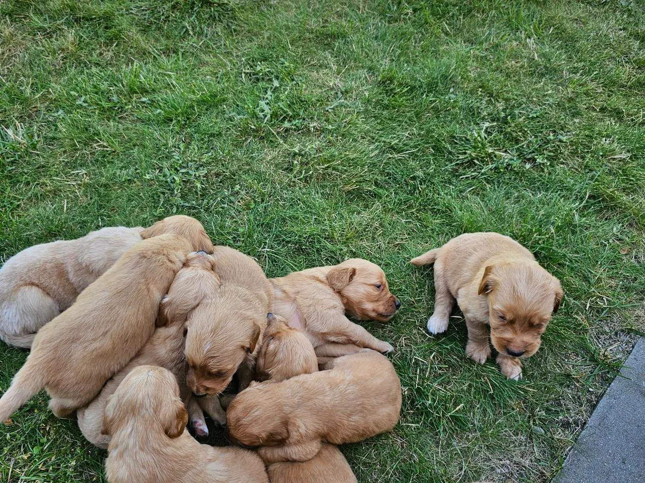 Billede 4 - Mørke Golden Retriever hvalpe