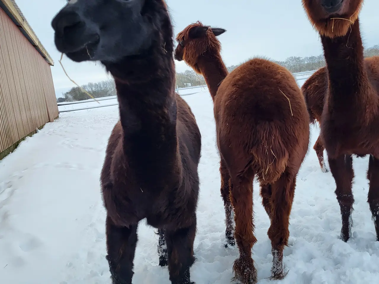 Billede 8 - Alpacaer 4 stk 