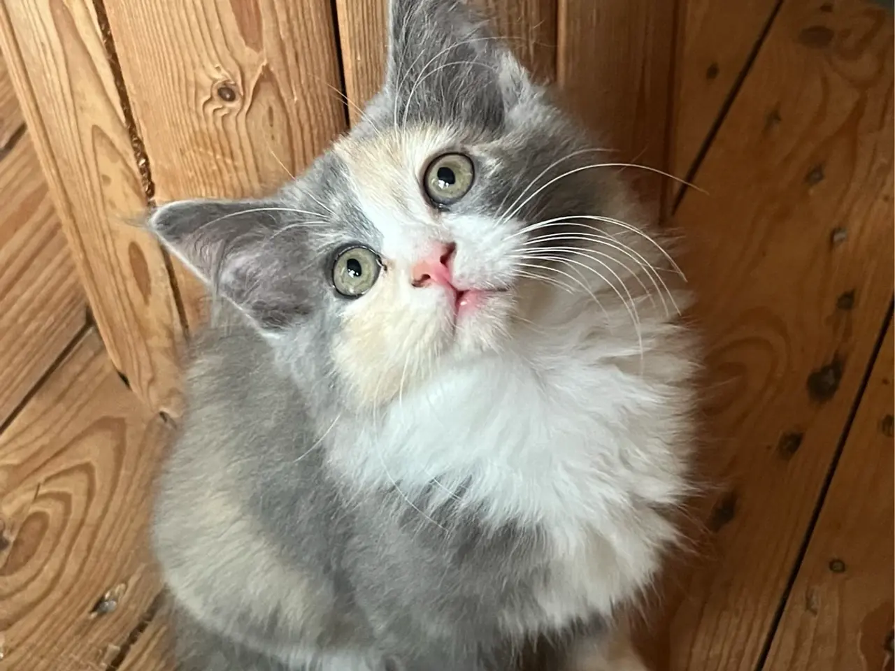 Billede 2 - hunkilling maine coon/norsk skovkat-hellig Birma