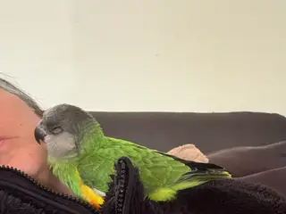Orange brystet Senegal HUN 