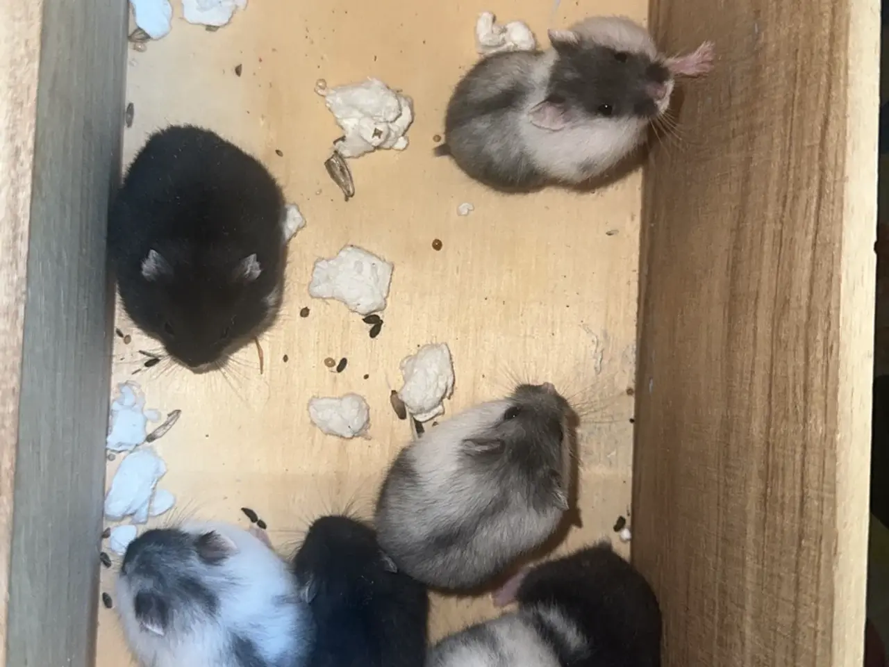 Billede 1 - Dværg hamster unger sælges 