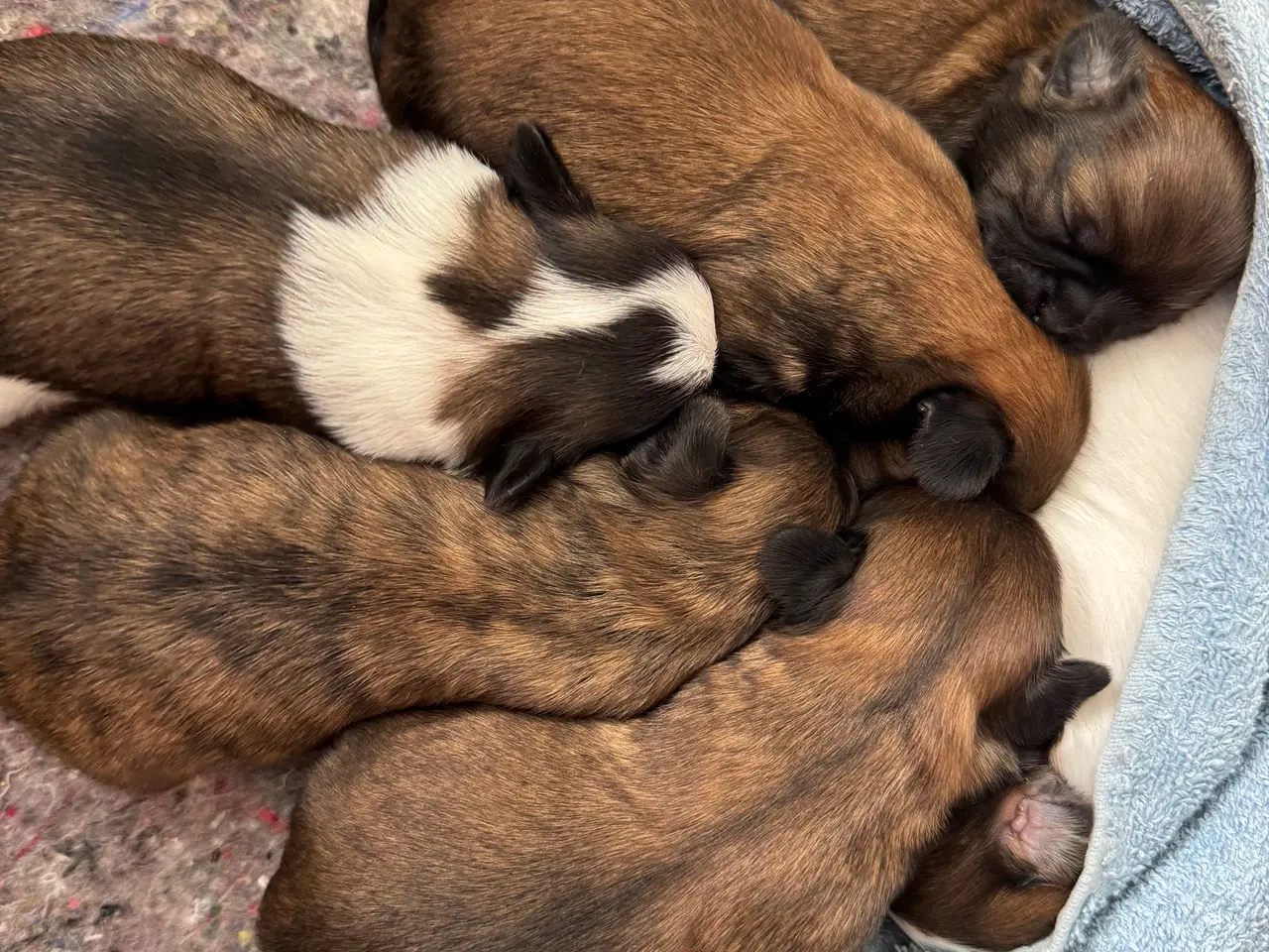 Billede 6 - Lækkere små Shih-Tzu hvalpe❤️