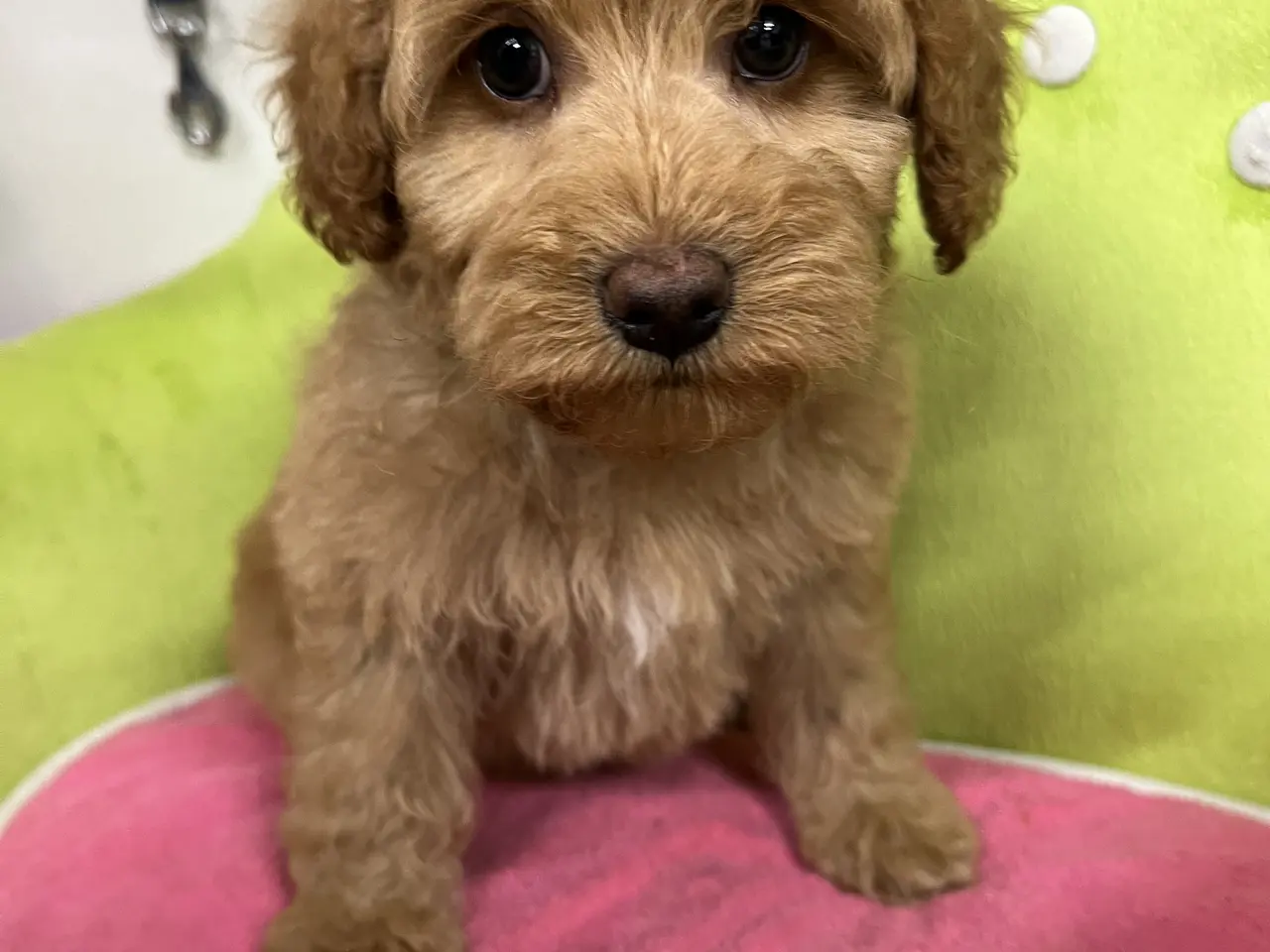Billede 6 - Smukke mini Labradoodle ❤️🐾