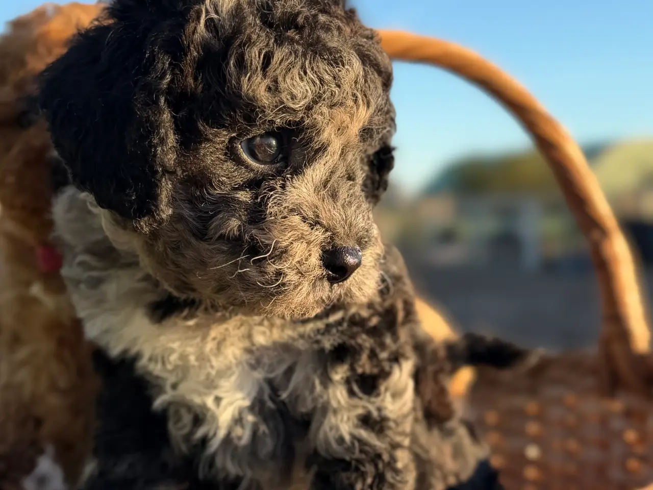 Billede 8 - Maltipoo