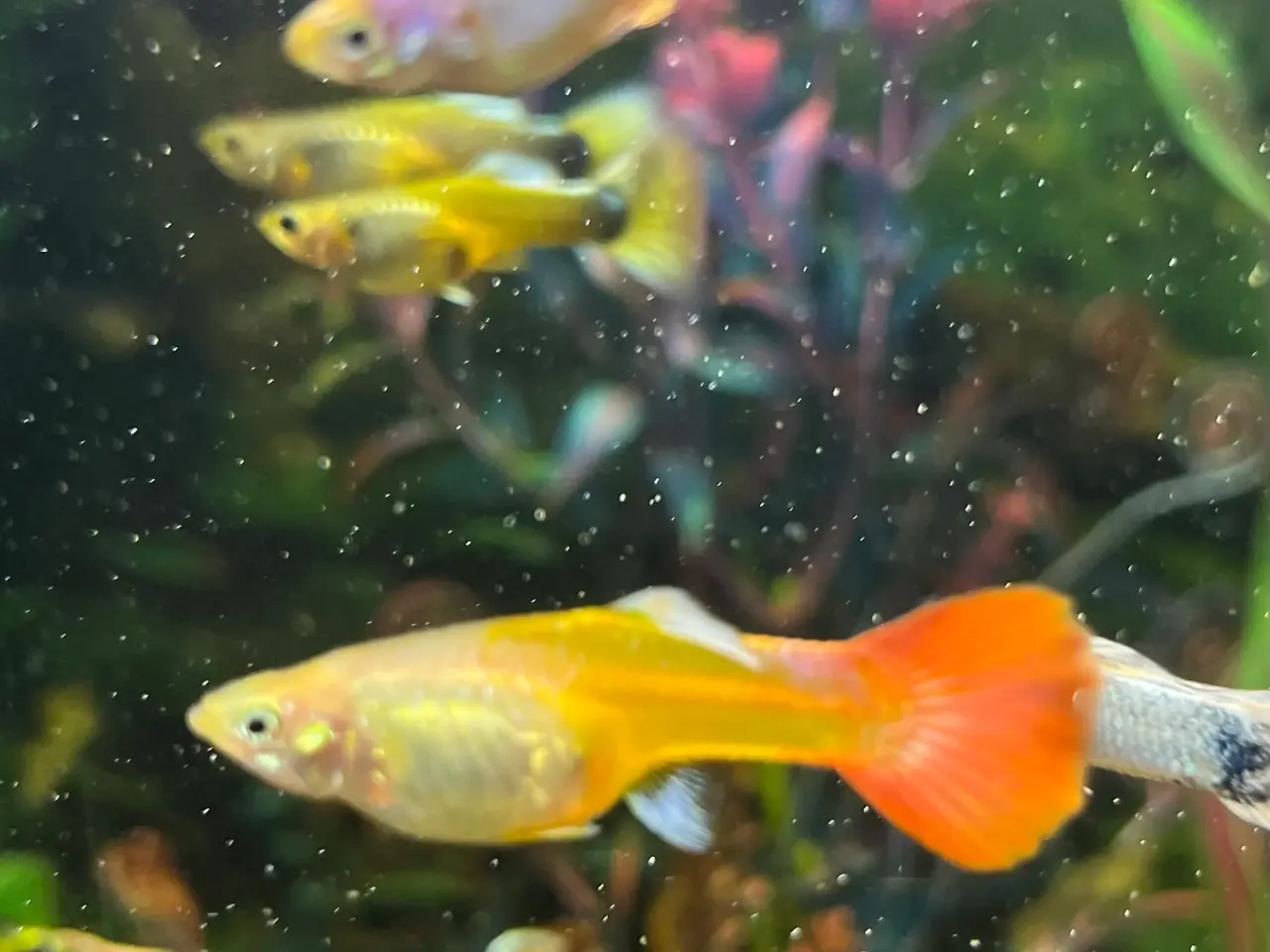 Billede 4 - Guppy mix Fisk unger 