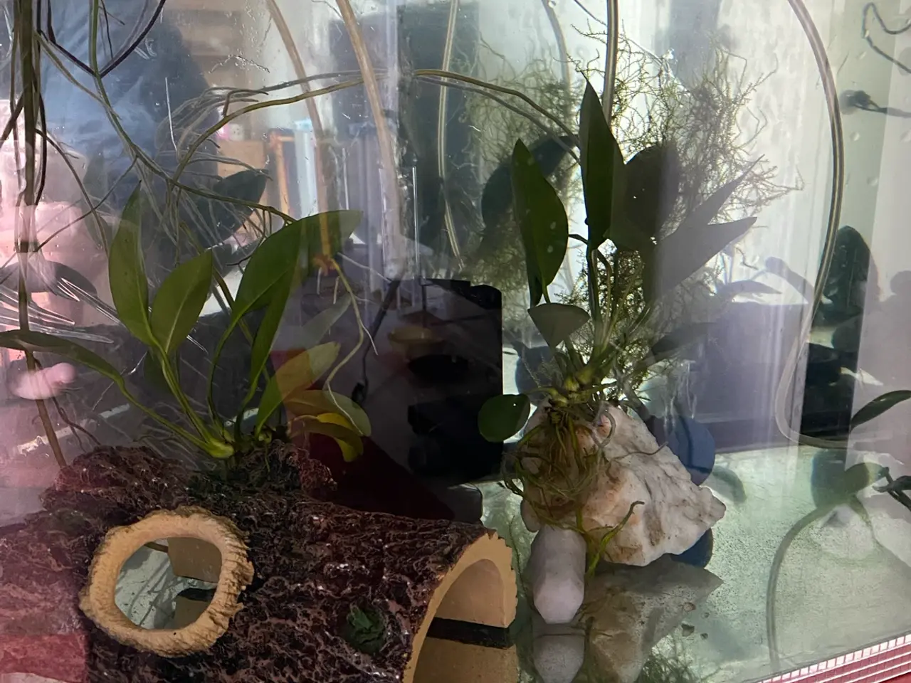 Billede 10 - Akvarie m. Tilbehør - perfekt til axolotler
