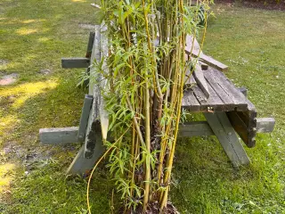 Piletræ planter til pilehule/pilehytter