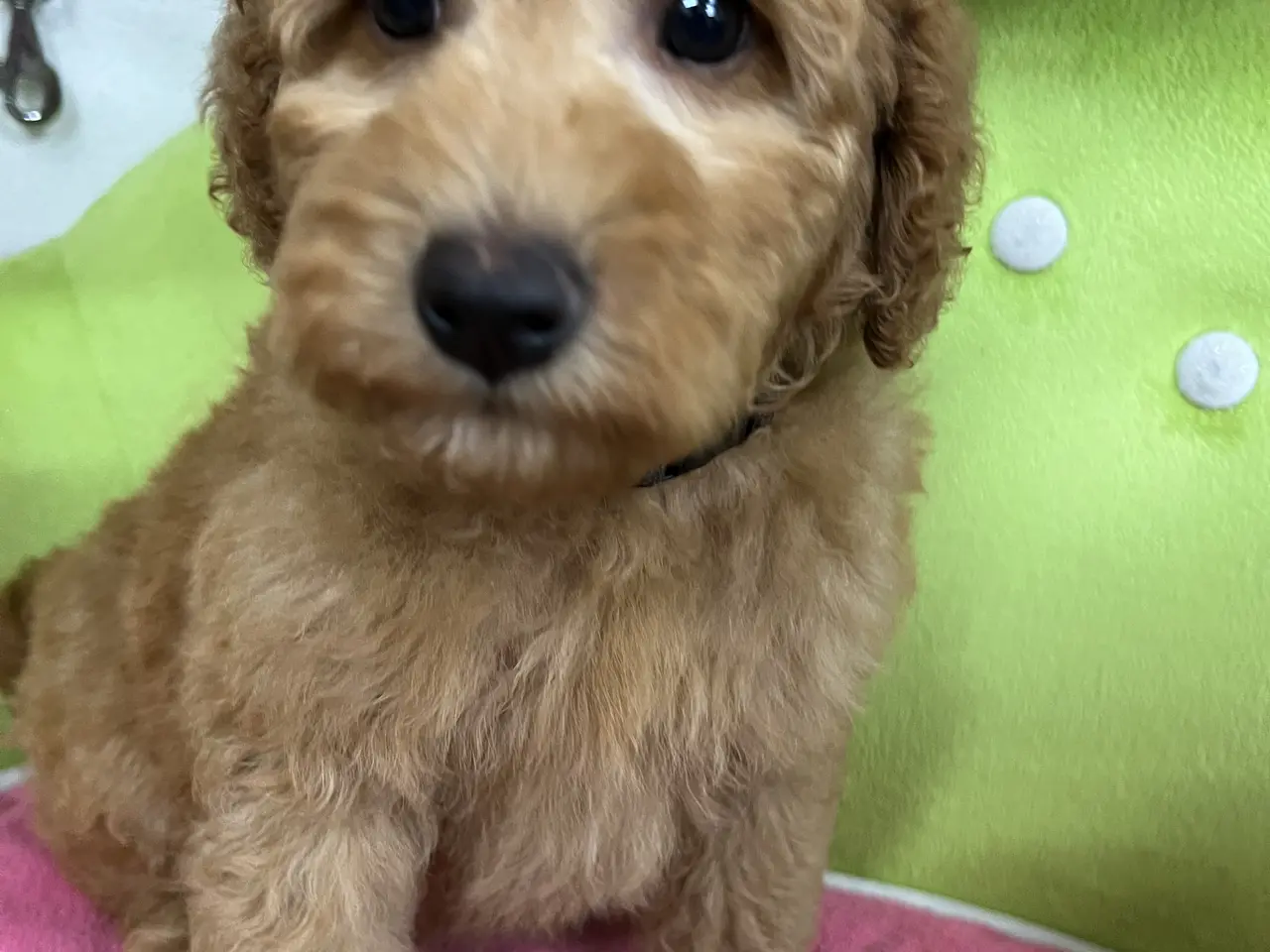 Billede 8 - Smukke mini Labradoodle ❤️🐾