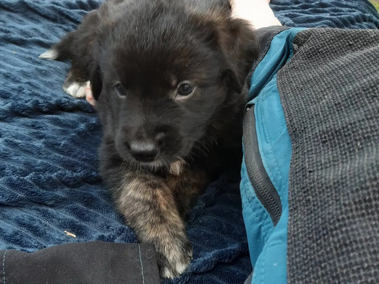 Billede 12 - Golden Retriever Border Collie blanding 