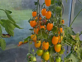 Tomatplanter sælges.