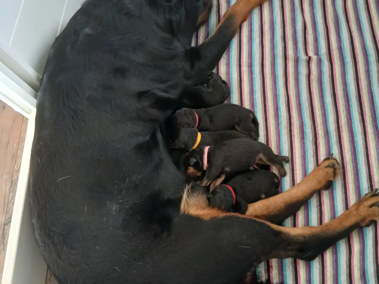 Billede 1 - Rottweiler hvalpe 3 uger