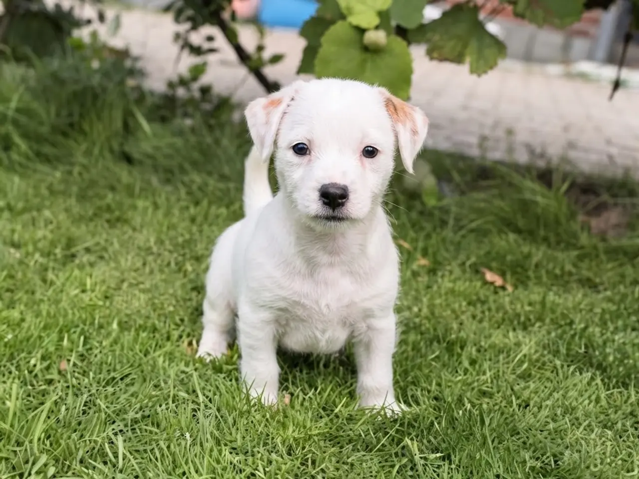 Billede 1 - En Tæve Jack Russel+ Maltiser 7 uge. Døv.