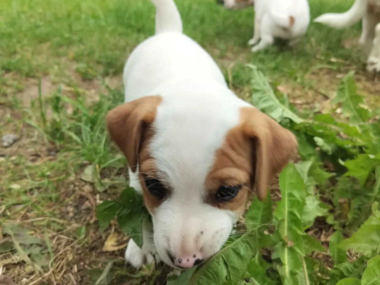 Billede 2 - Jack Russell hvalpe