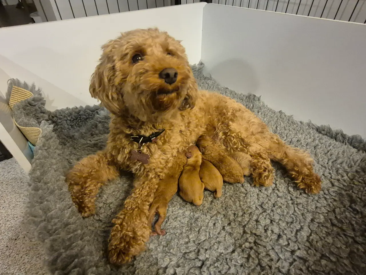 Billede 4 - Cockapoo hanhvalp