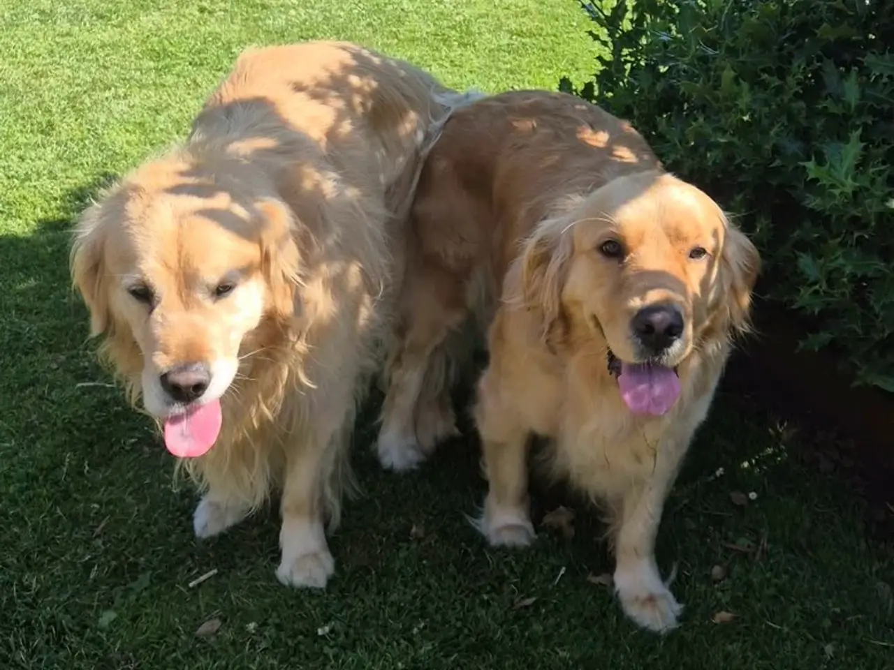 Billede 8 - Kun 4 skønne Golden Retriever hanner tilbage søger