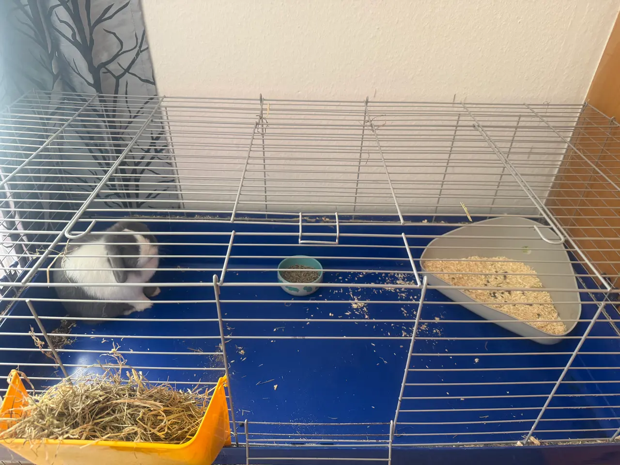 Billede 3 - Mini lop kanin