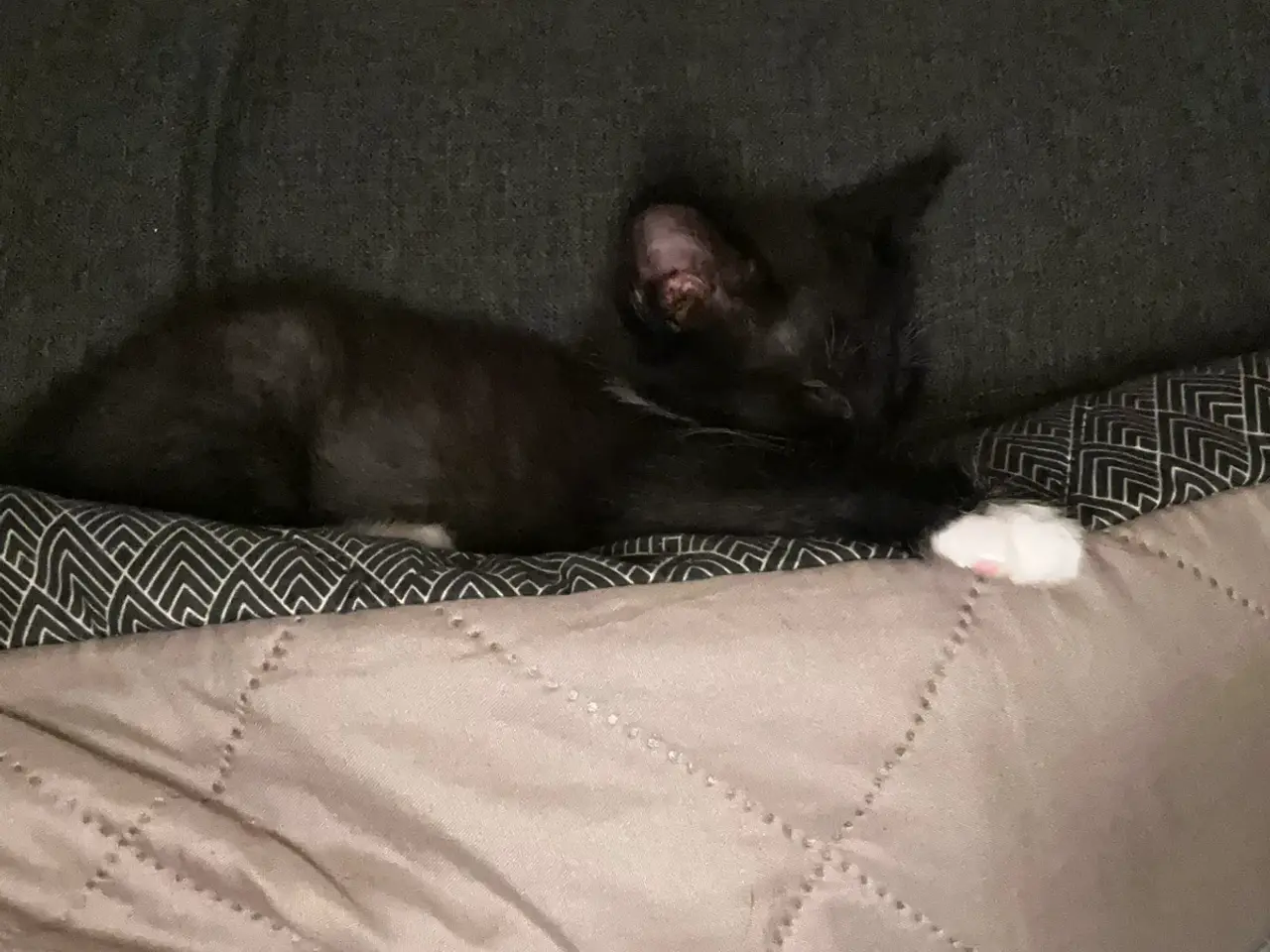 Billede 12 - Søde katte killinger søger hjem❤️