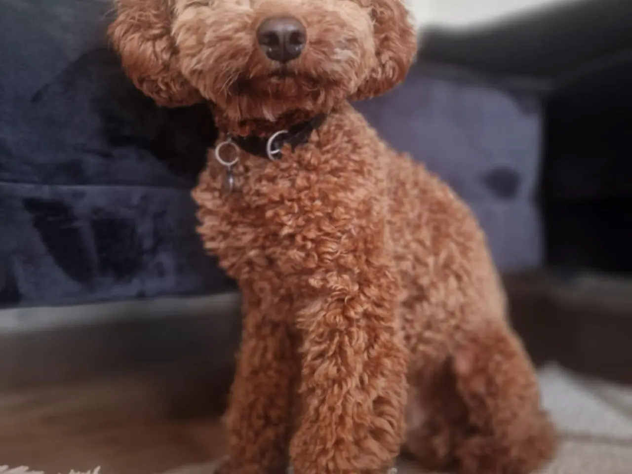 Billede 5 - 🐩 Dværgpuddel han tilbydes til parring 🐩