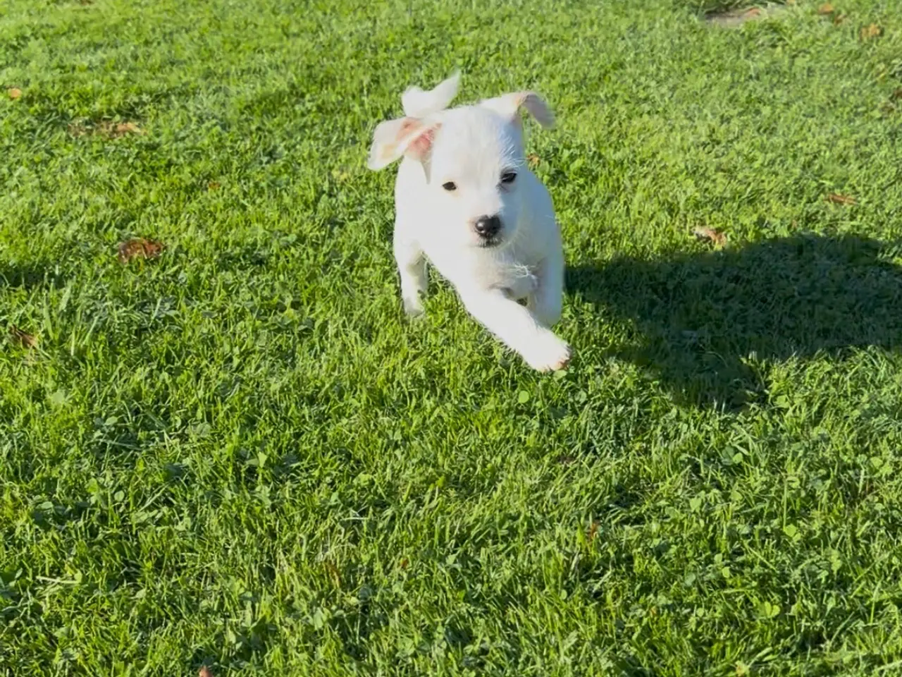 Billede 2 - En Tæve Jack Russel+ Maltiser 7 uge. Døv.