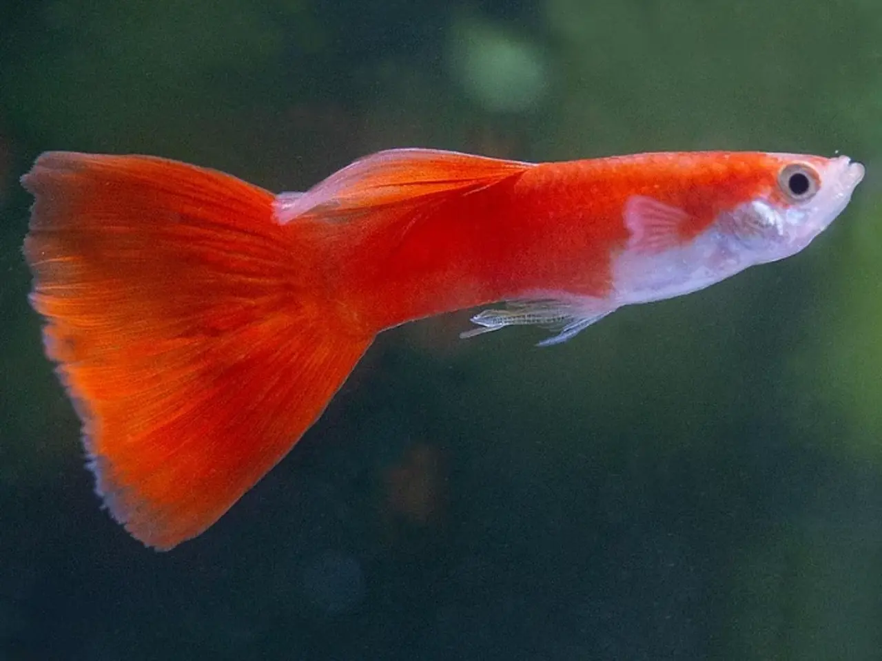 Billede 5 - Akvariefisk