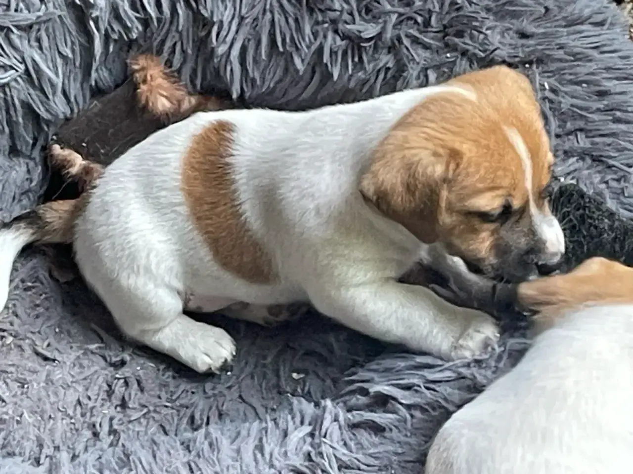 Billede 15 - Jack Russell hvalp - DKK stamtavle - snart 8 uger