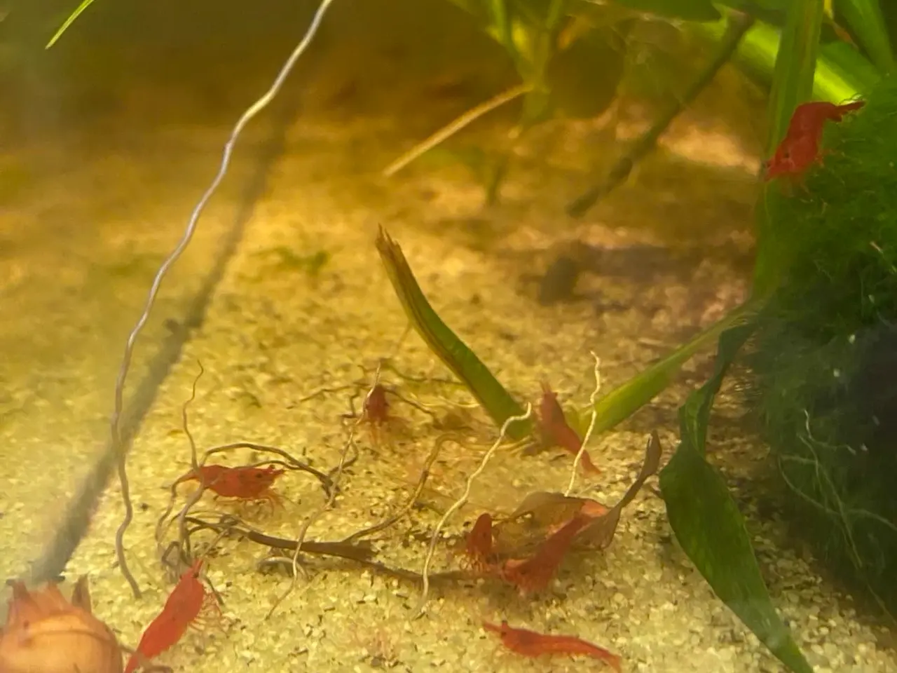 Billede 5 - Cherry Shrimp Neocaradina