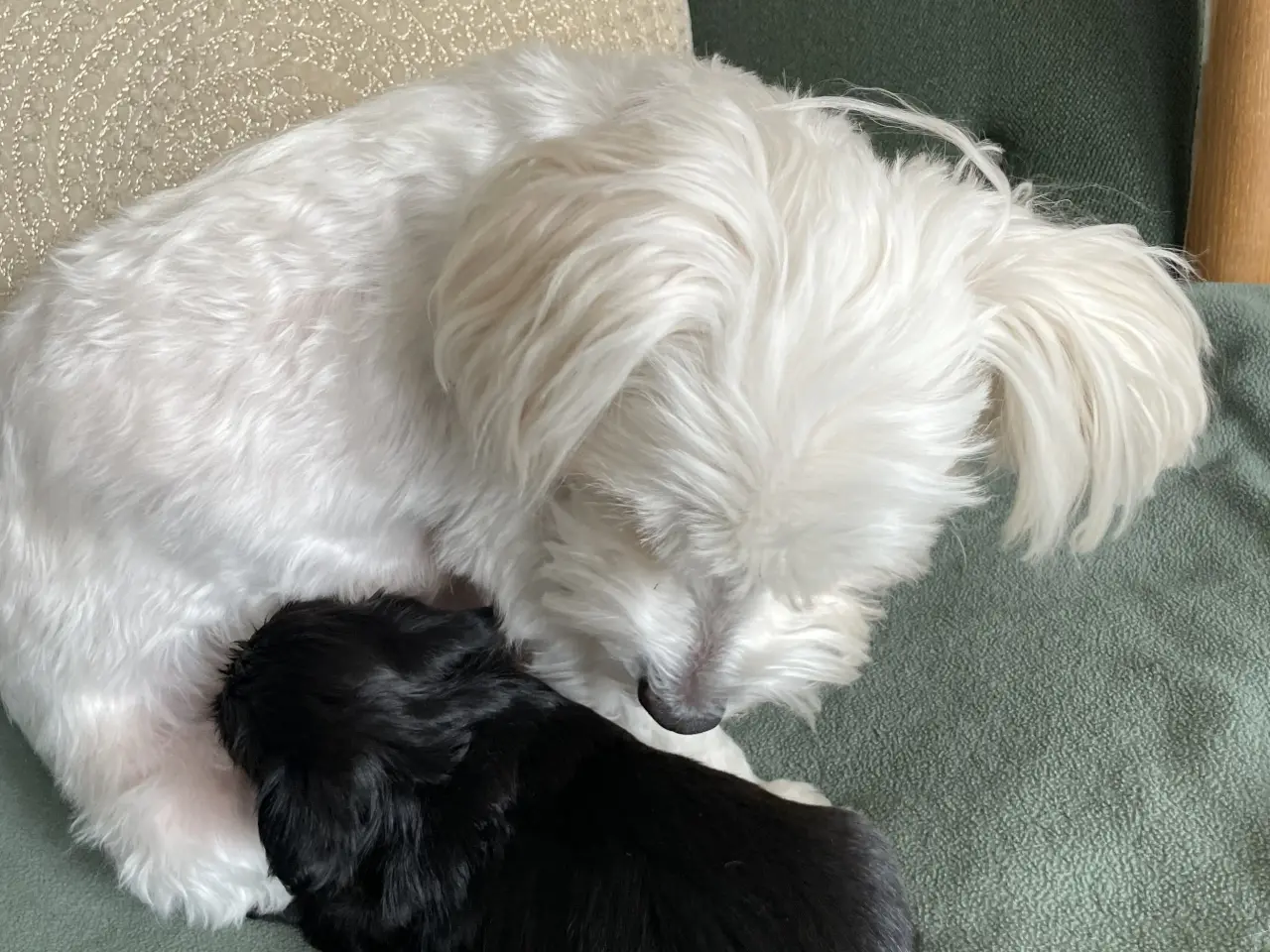 Billede 9 - 🐶SOLGT🐶Hava hvalpe