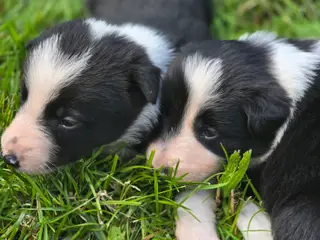 Border Collie Hvalpe søger deres nye drømmehjem