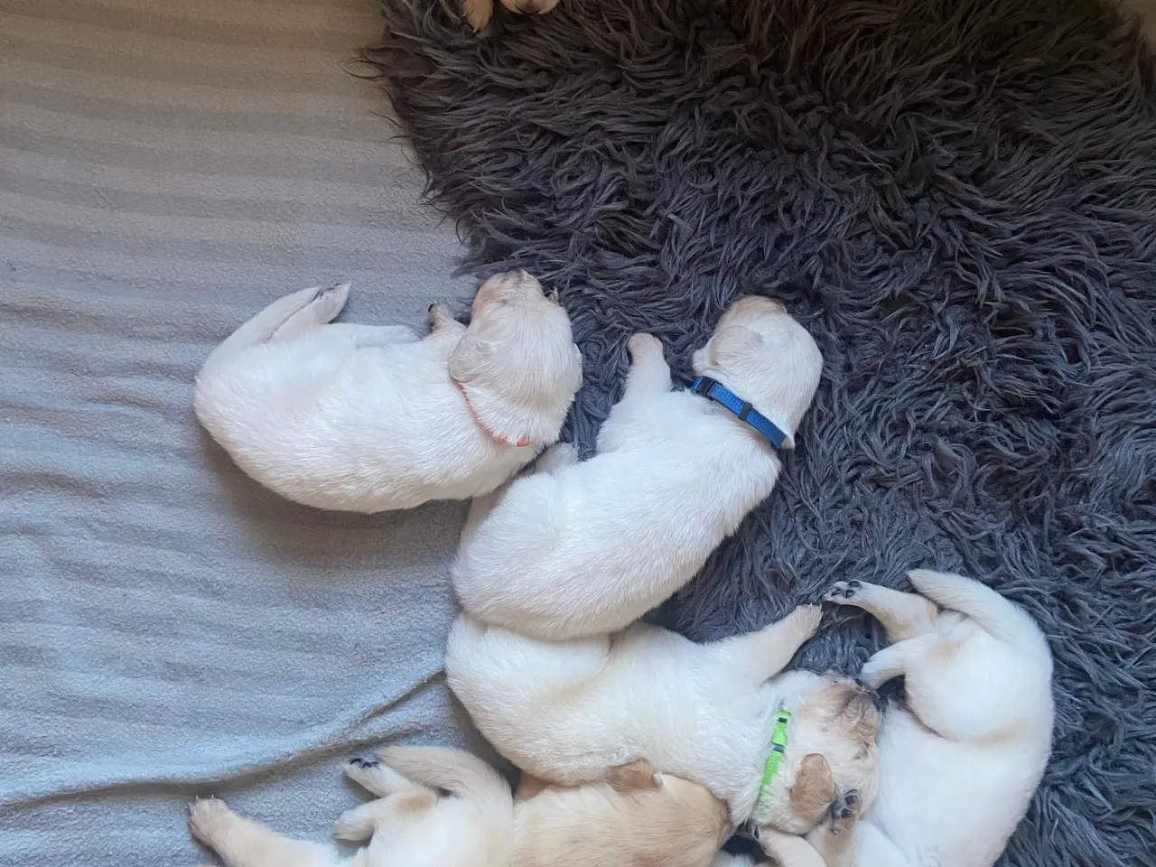 Billede 4 - Golden Retriever hvalpe 