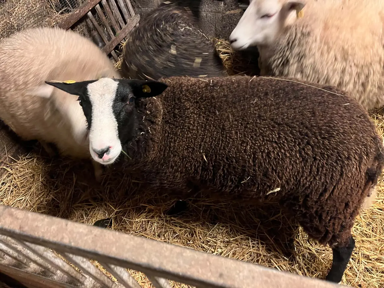 Billede 2 - ægte Zwartbles Vædderlam